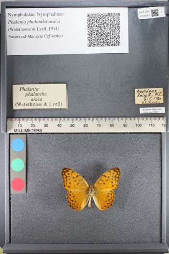 Media type: image;   Entomology 138361